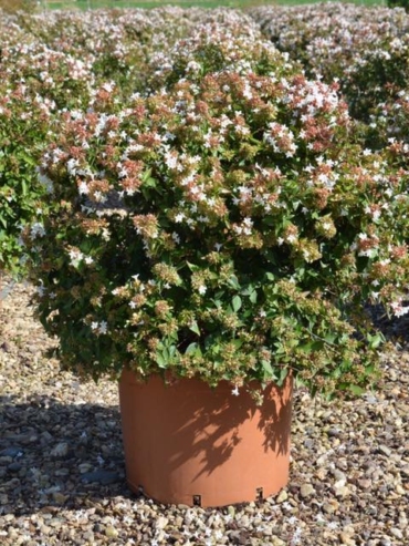 Abelia Grandiflora