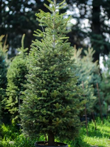 Abies Nordmanniana