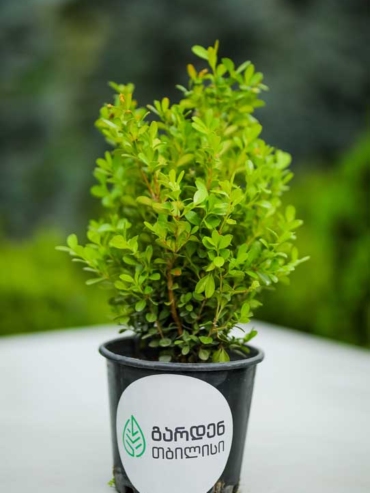 Buxus Microphylla -Faulkner