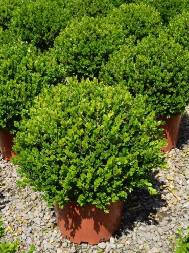 Buxus Microphylla-Faulkner