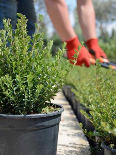 Buxus Sempervirens