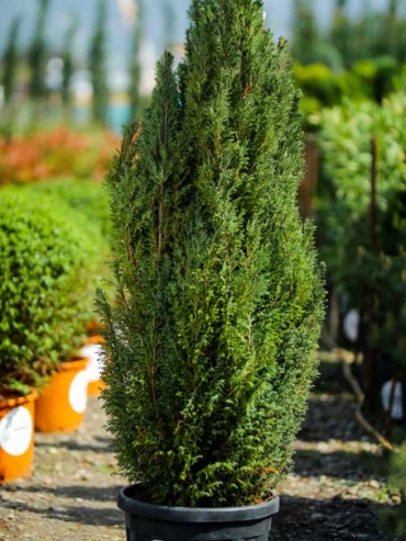 Chamaecyparis Lawsoniana Elwoodii