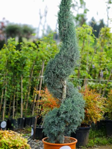 Cupressus Arizonica Spiral