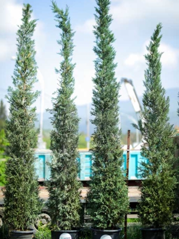 Cupressus Leylandi