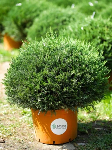 Cupressus Leylandi Top