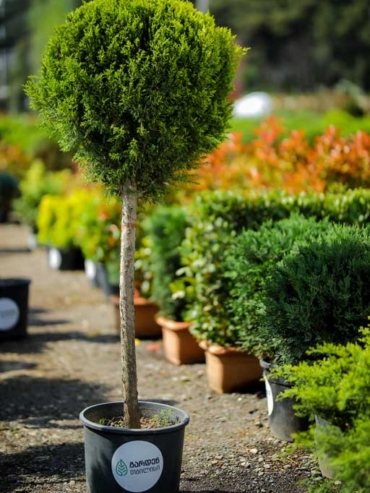 Cupressus Macrocarpa Goldcrest 1 Ball