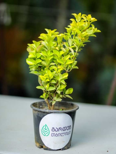 Euonymus Japonicus - Gold Queen