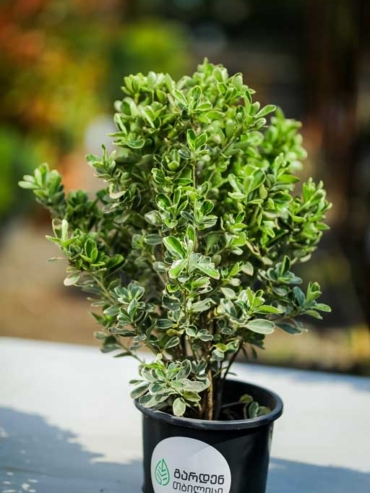 Euonymus Japonicus Green