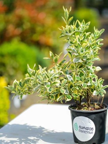 Euonymus Japonicus Green