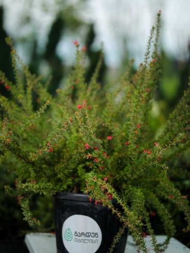 Grevillea juniperina