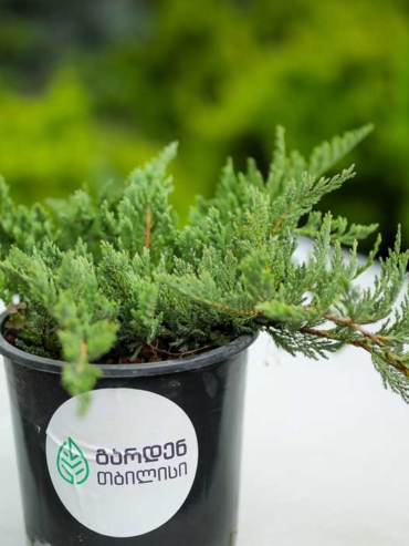 Juniperus Horizontalis Blue Chip