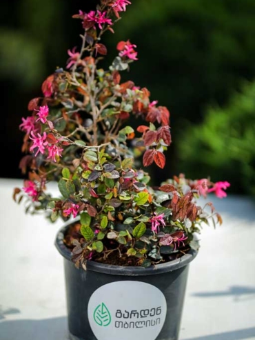 Loropetalum Chinense