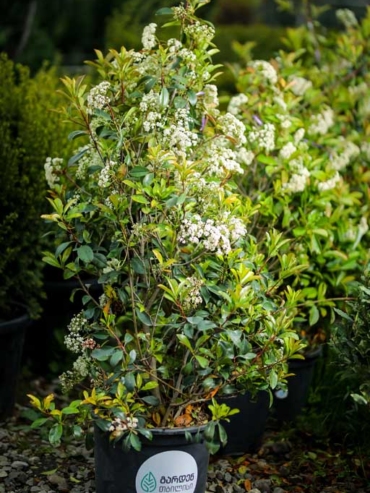 Photinia Fraseri