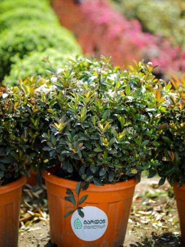 Photinia Fraseri- Red Robin