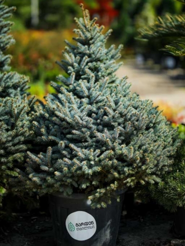 Picea Pungens -Glauca