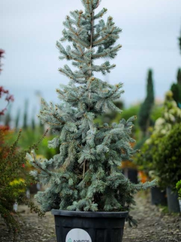 Picea Pungens-Hoopsii