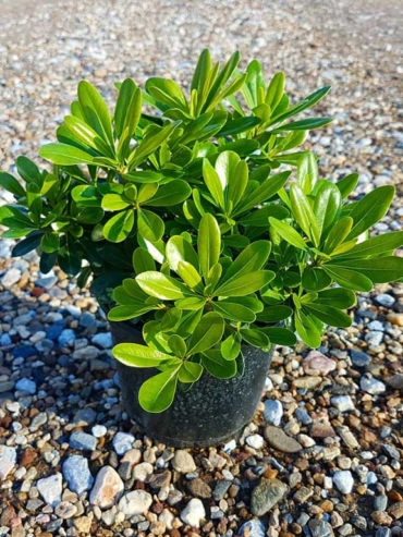 Pittosporum Tobira Little