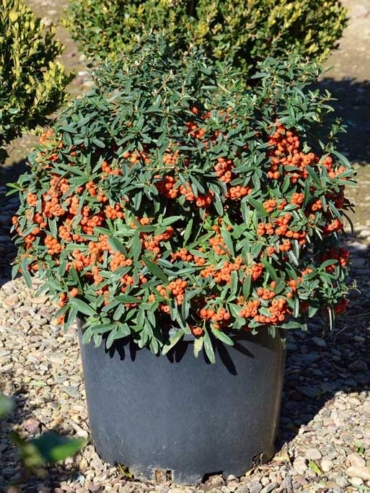 Pyracantha-Coccine-Nana