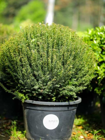 Taxus Baccata