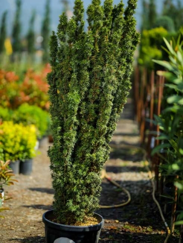 Taxus baccata fastigiata Aurea