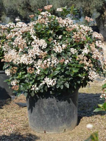 Viburnum Tinus