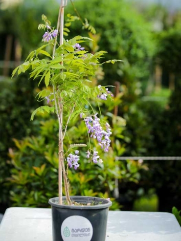 Wisteria CHINESE PURPLE CLUSTER