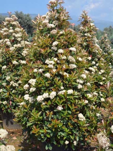 Photinia Serrulata